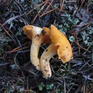 Image of Chanterelle