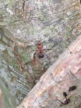 Image de Fourmi rousse des bois