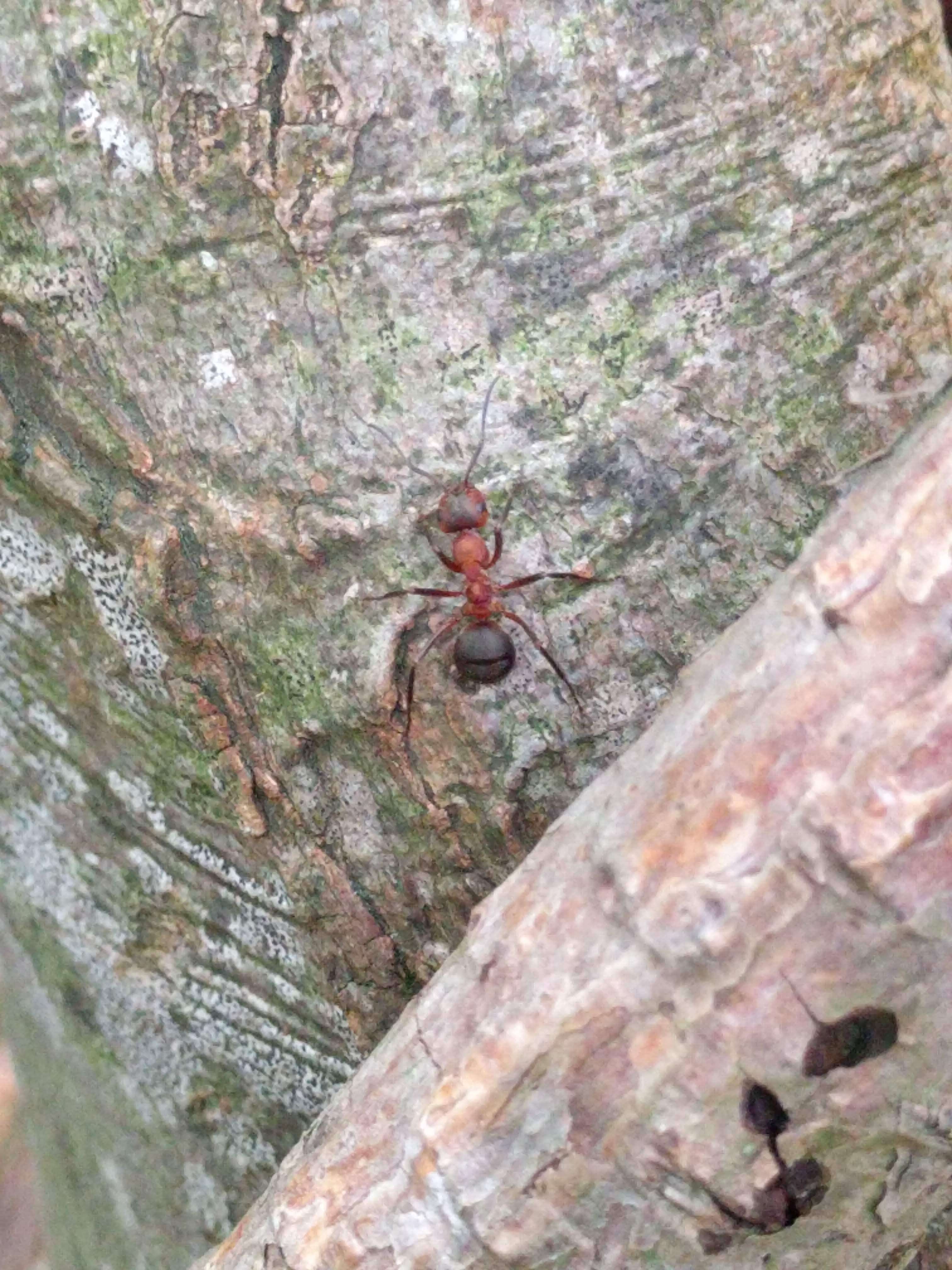 Слика од Formica rufa Linnaeus 1761