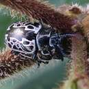 Image of Calligrapha diversa