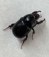 Image of black lawn beetle