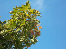 Image of Norway Maple