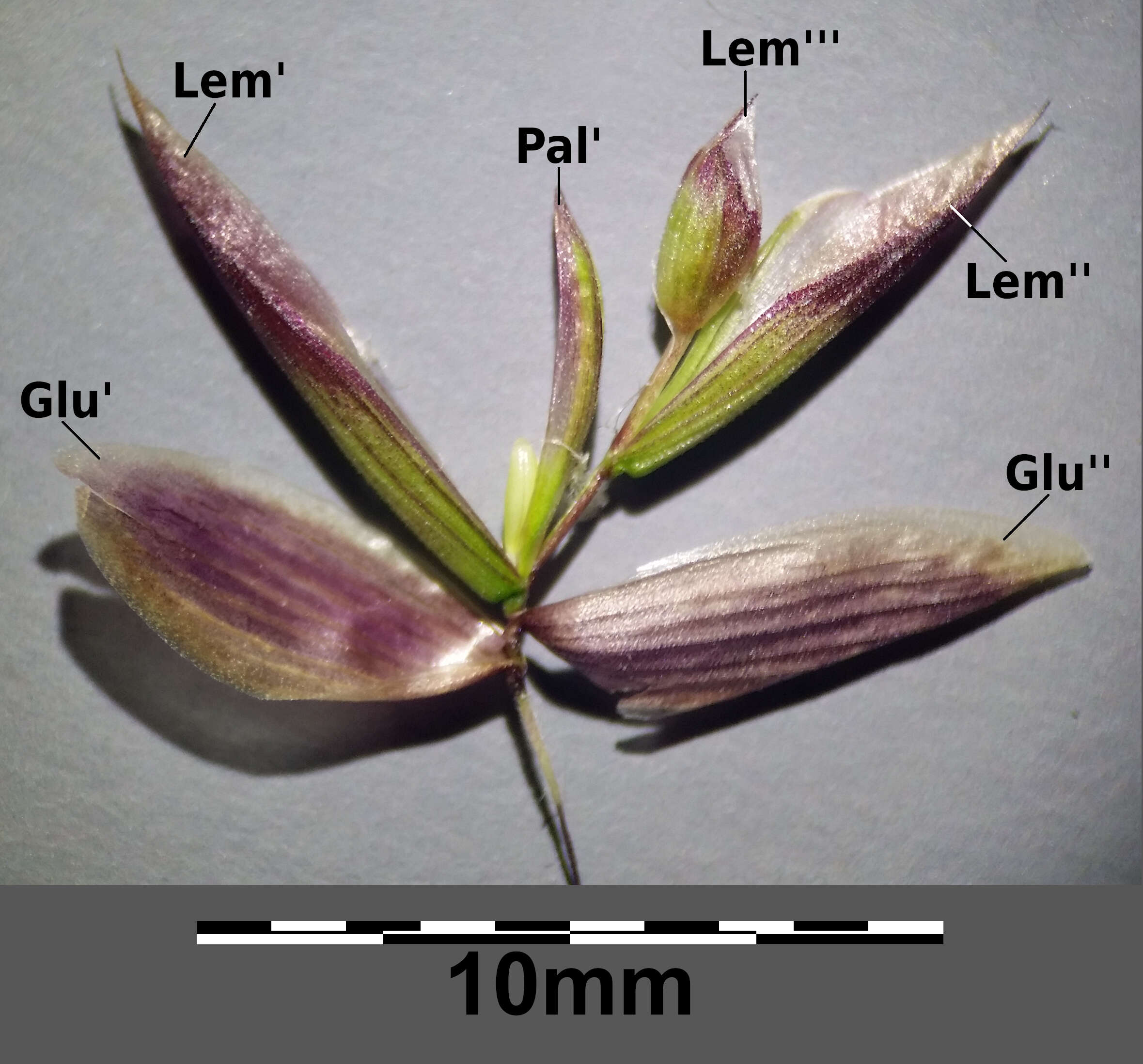 Image de Melica altissima L.