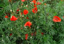 Image of corn poppy