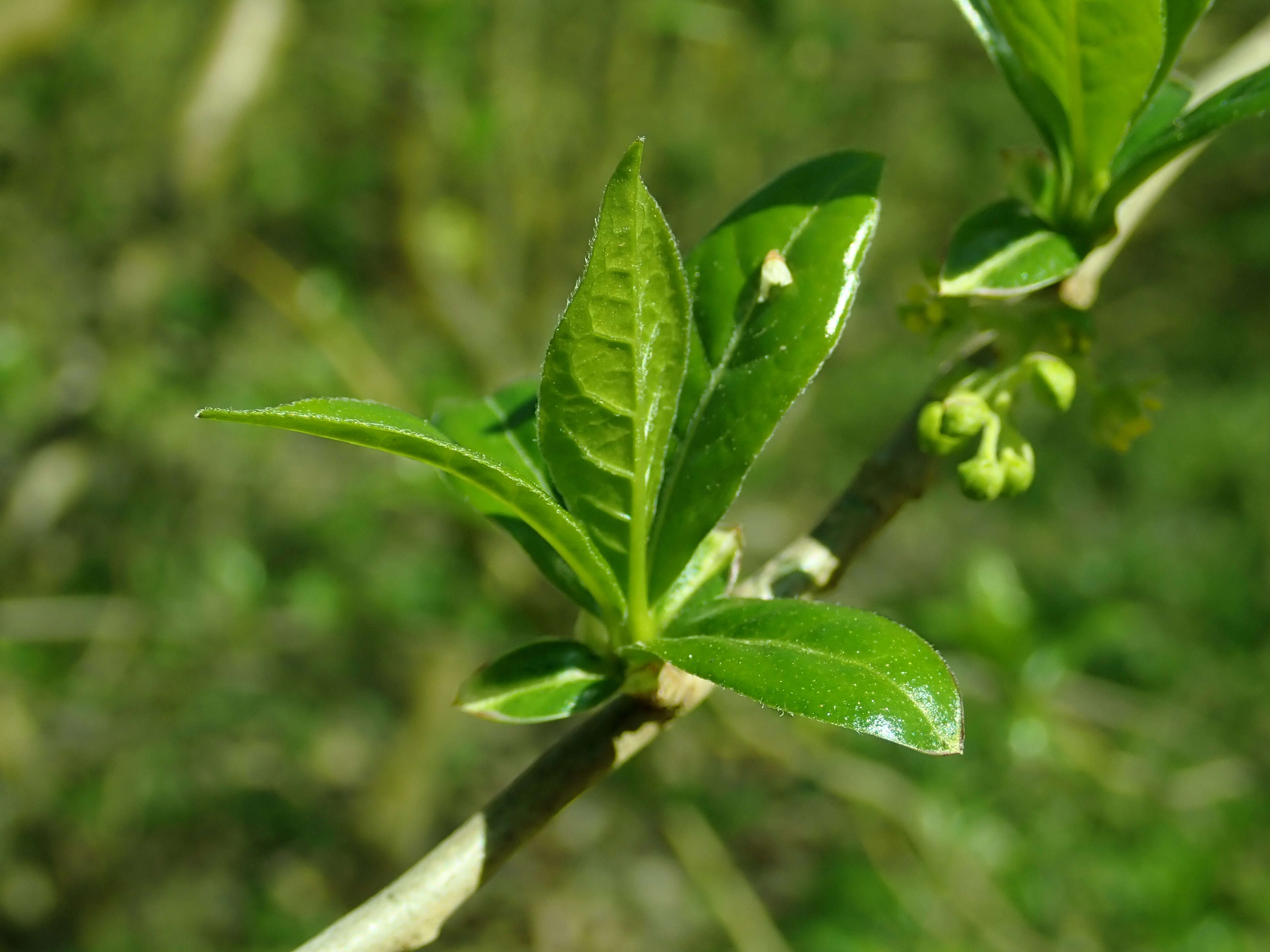 Sivun Orixa japonica Thunb. kuva