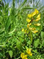 Image of meadow pea