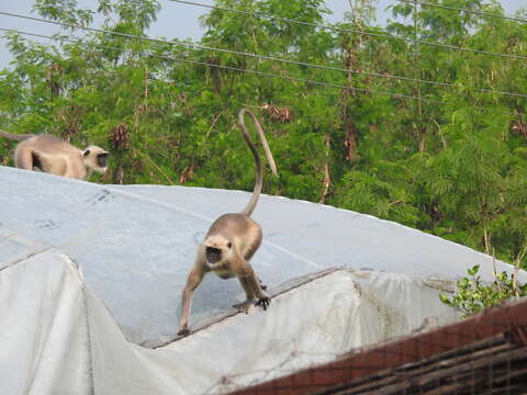 صورة Semnopithecus hypoleucos Blyth 1841