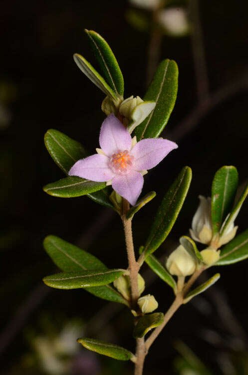 Image of Boronia odorata M. F. Duretto