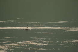 Image of River Lapwing