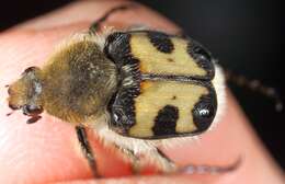 Image of Bee beetle