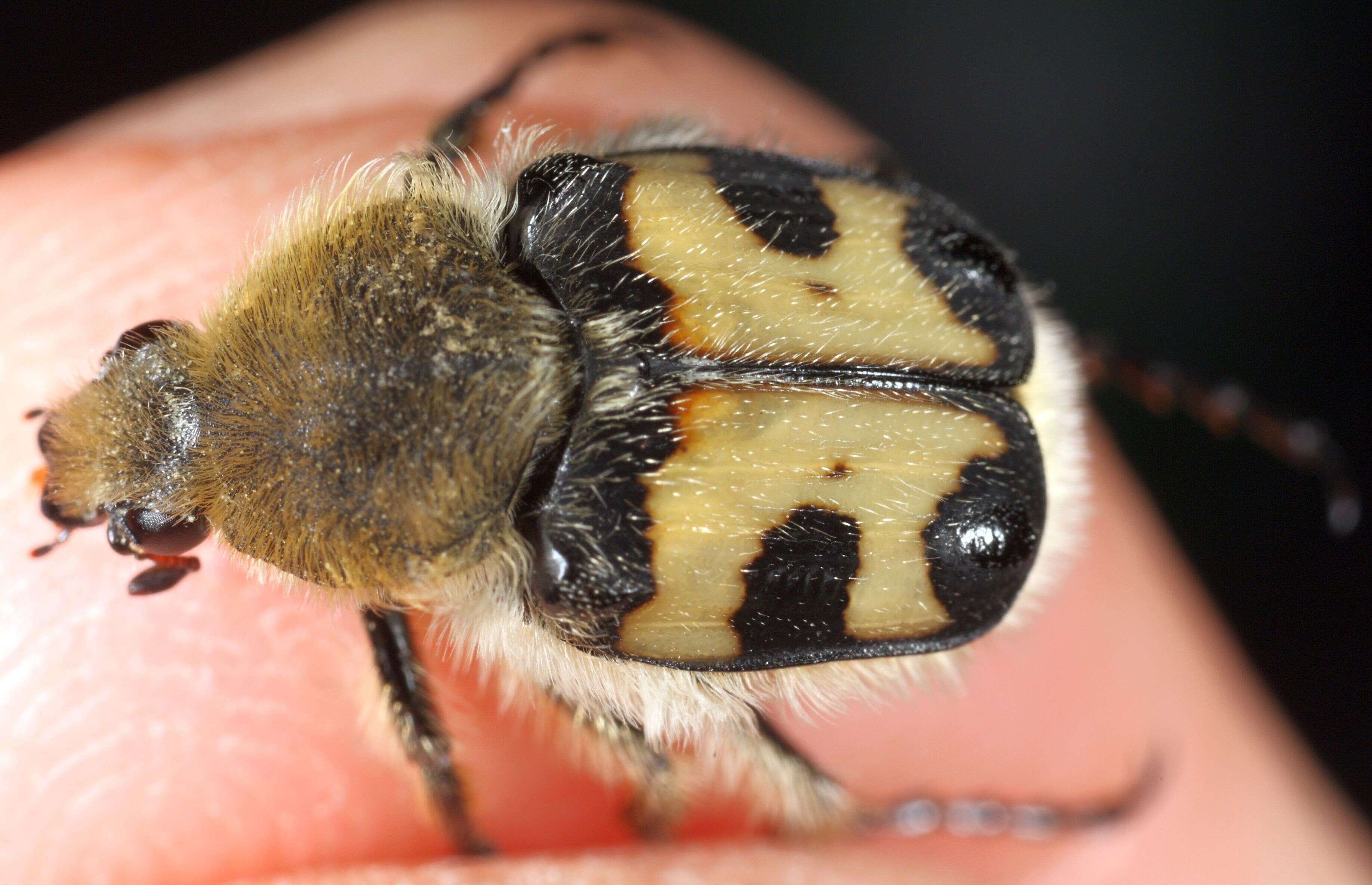 Image of Bee beetle