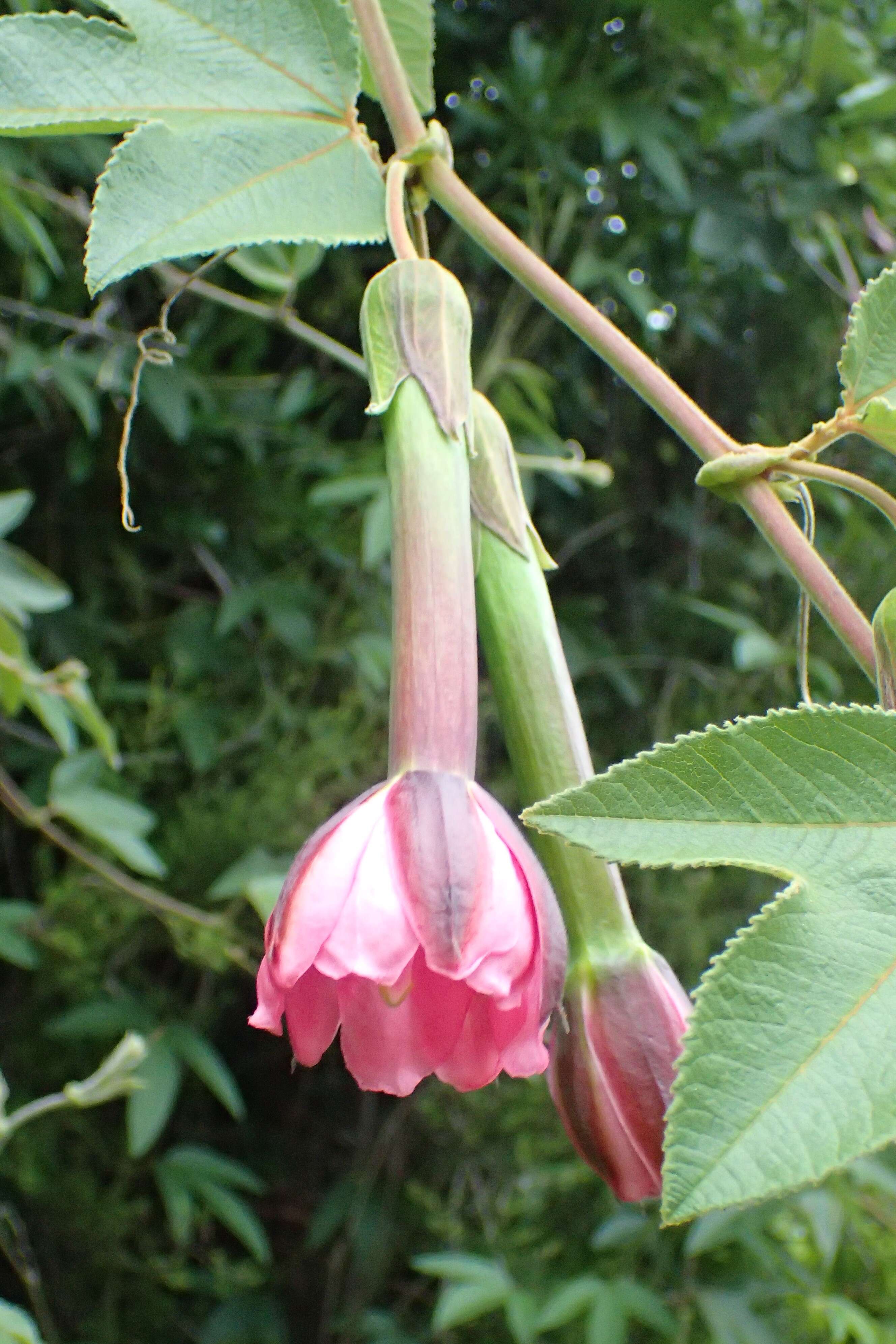 Imagem de Passiflora tripartita (A. Juss.) Poiret