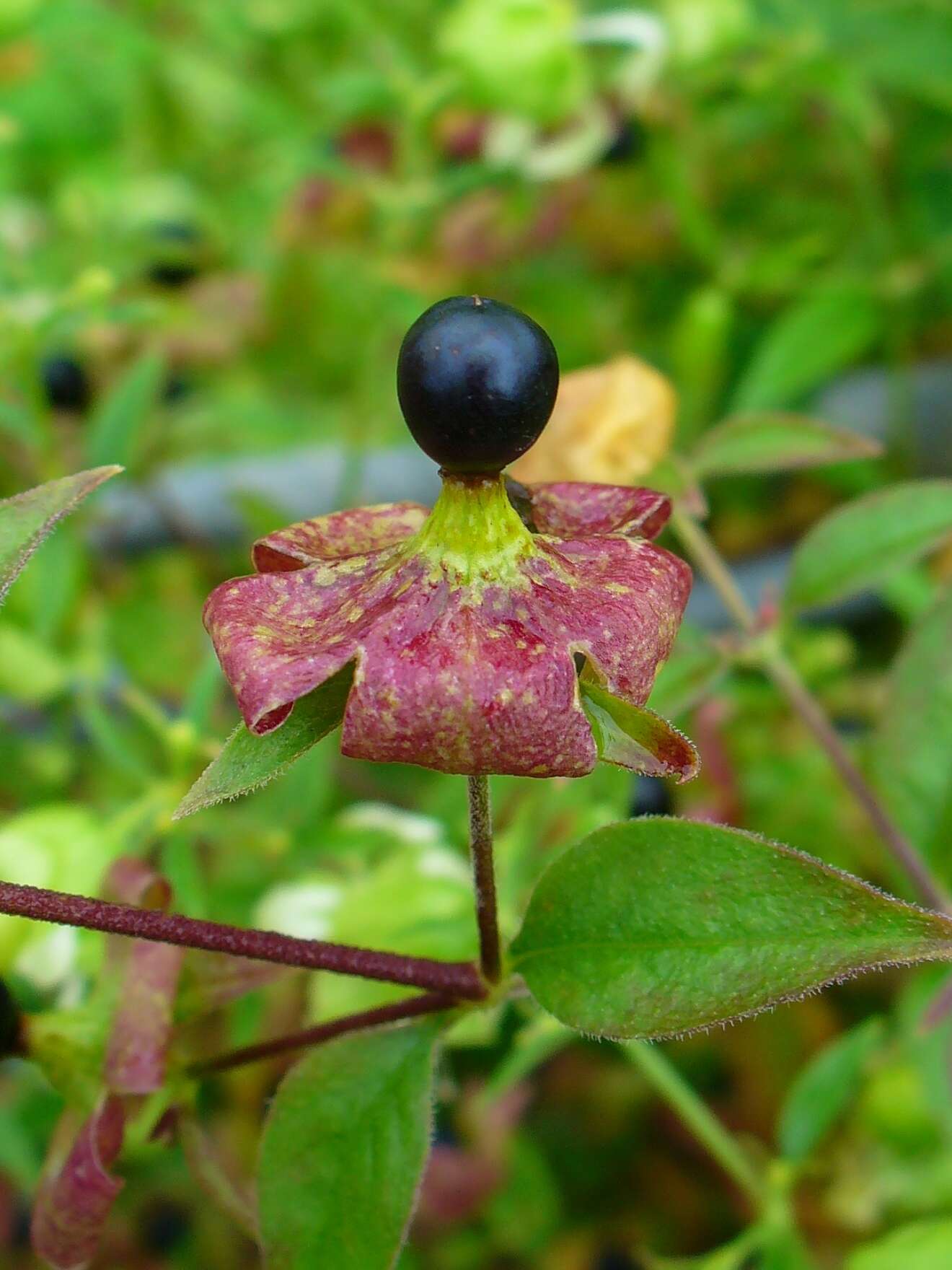 Слика од Silene baccifera (L.) Roth