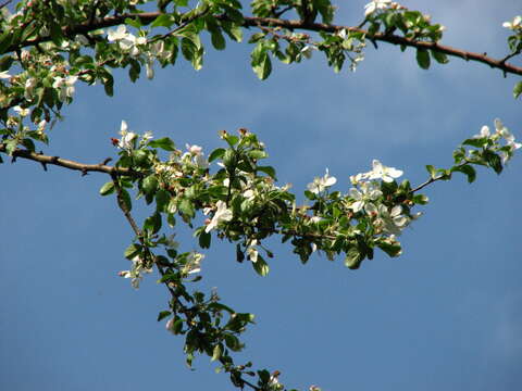 Plancia ëd Malus sylvestris subsp. orientalis (Uglitzk.) Browicz