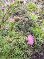 Image of Suisun thistle