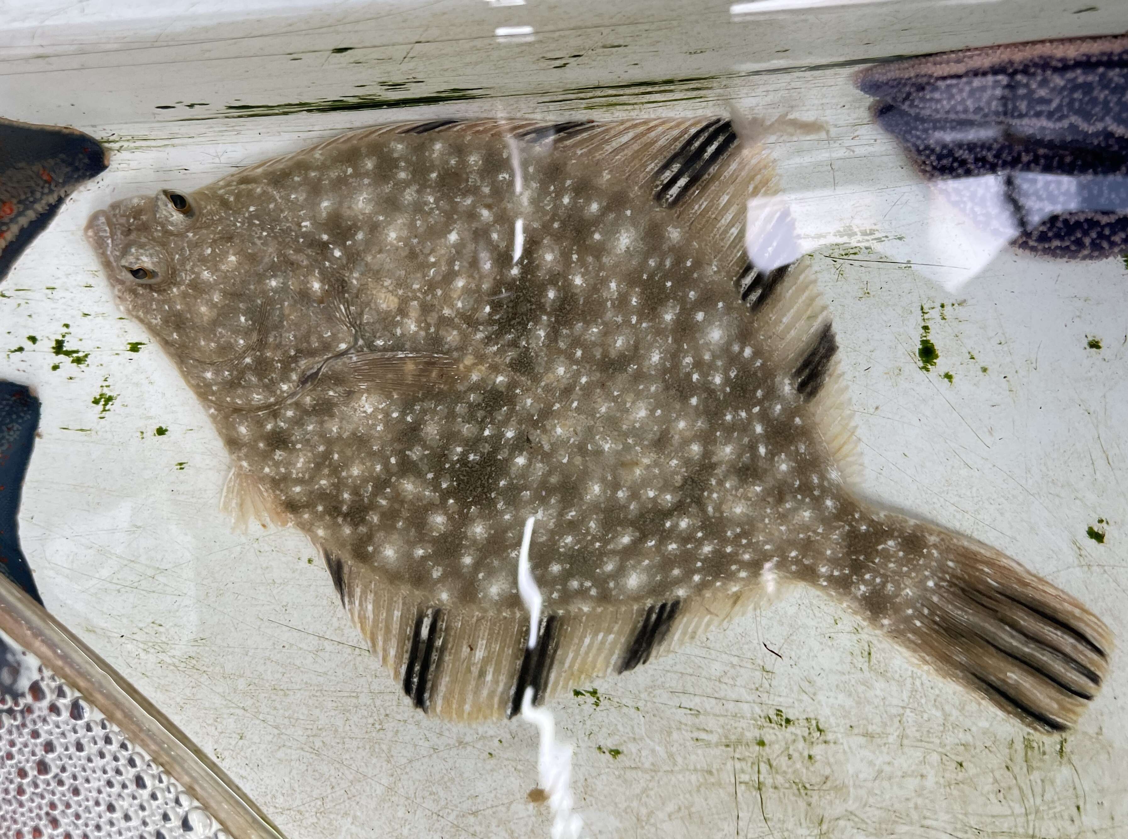 Image of Starry Flounder