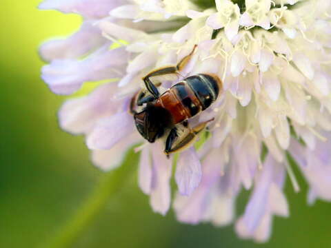 Image of Andrena hattorfiana (Fabricius 1775)