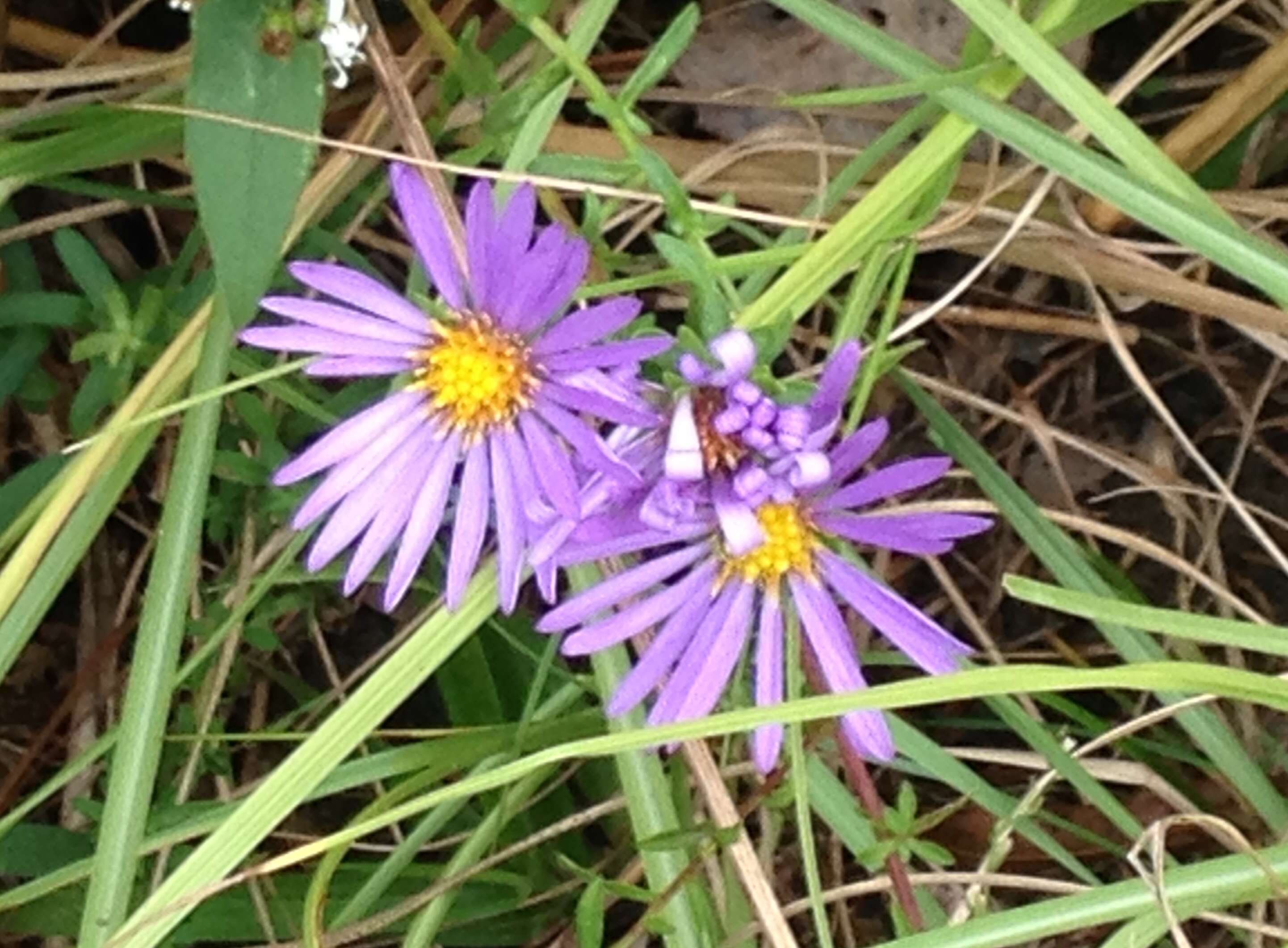 Image of largeflower aster