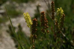 صورة Tofieldia calyculata (L.) Wahlenb.