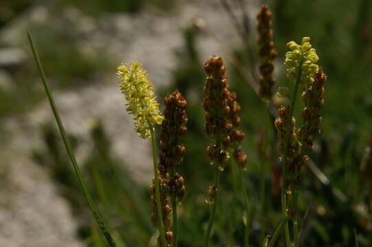 Image of Tofield's asphodel