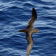 Image of Grey-faced Petrel