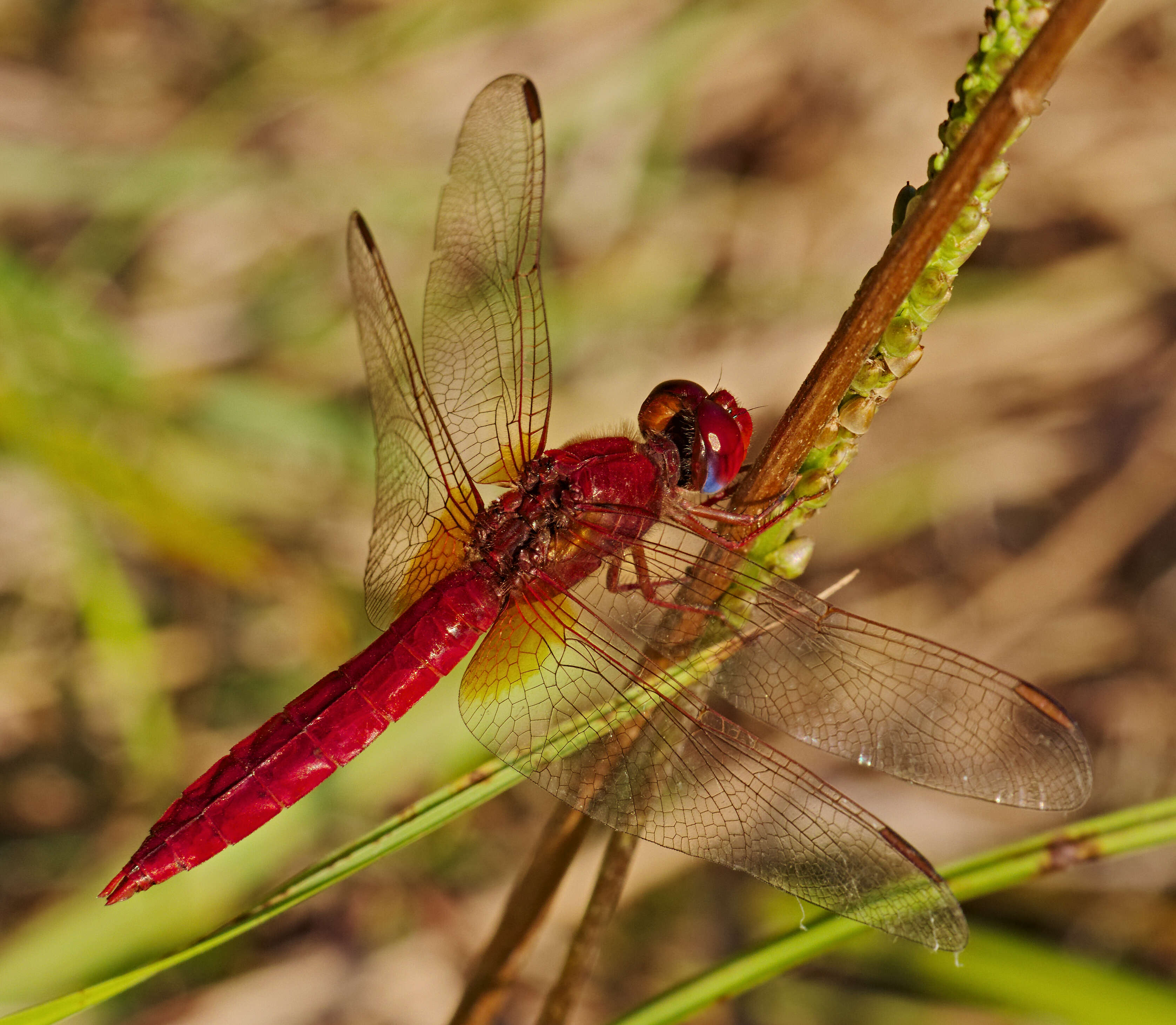 Image of Broad Scarlet