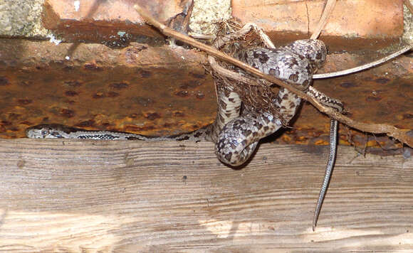 Image of black rat snake