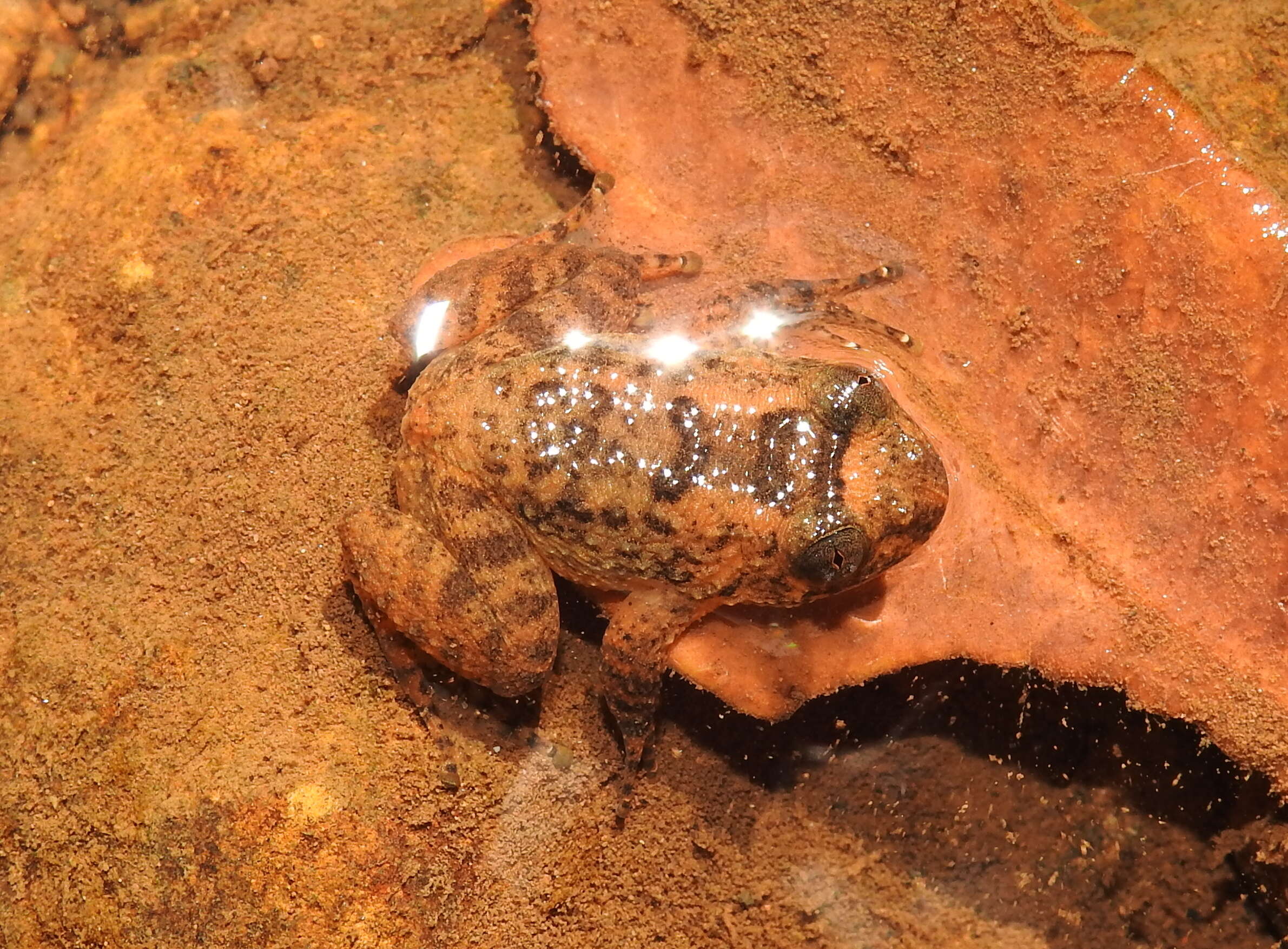 Image of Castle Rock Wrinkled Frog