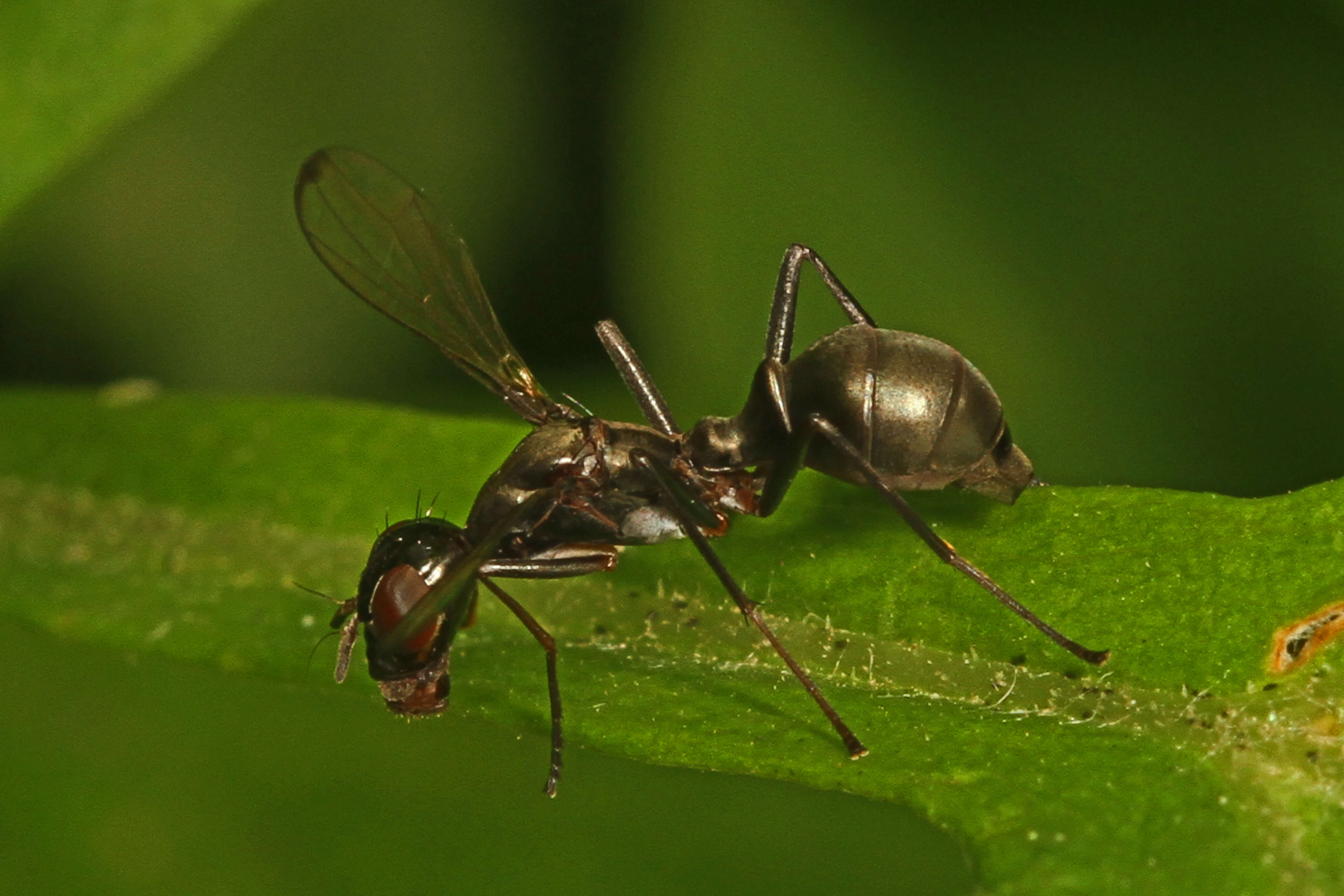 Image of Myrmecothea