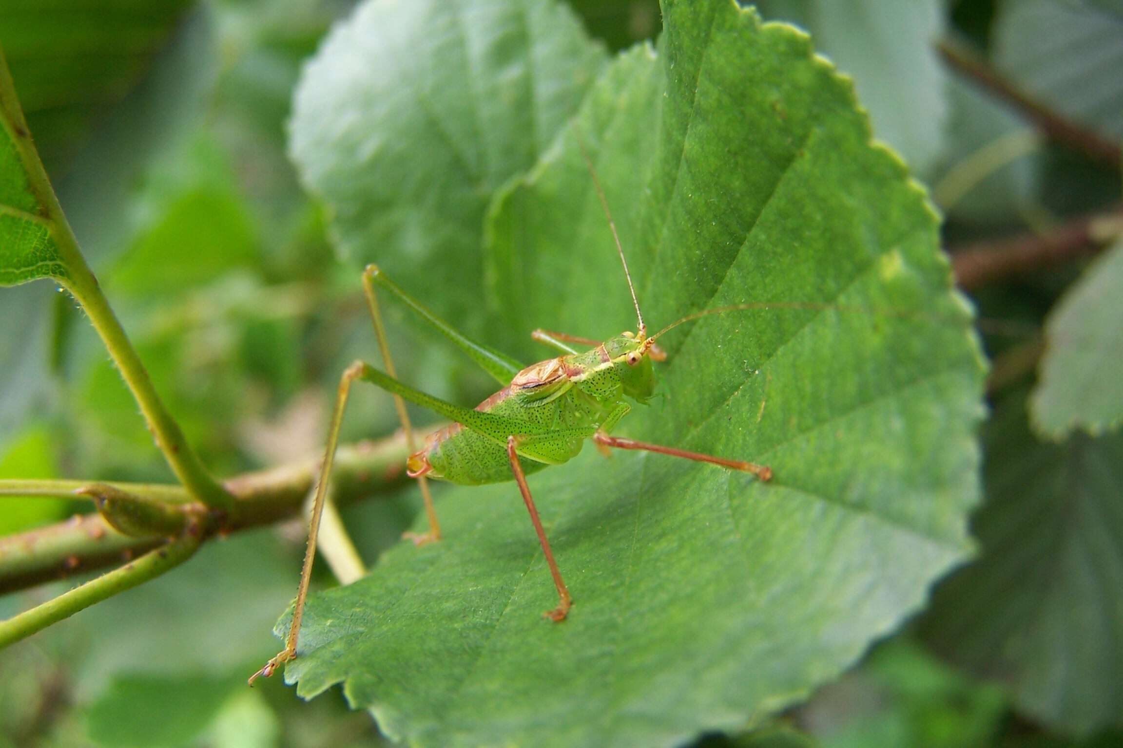 Image of speckled bush-cricket