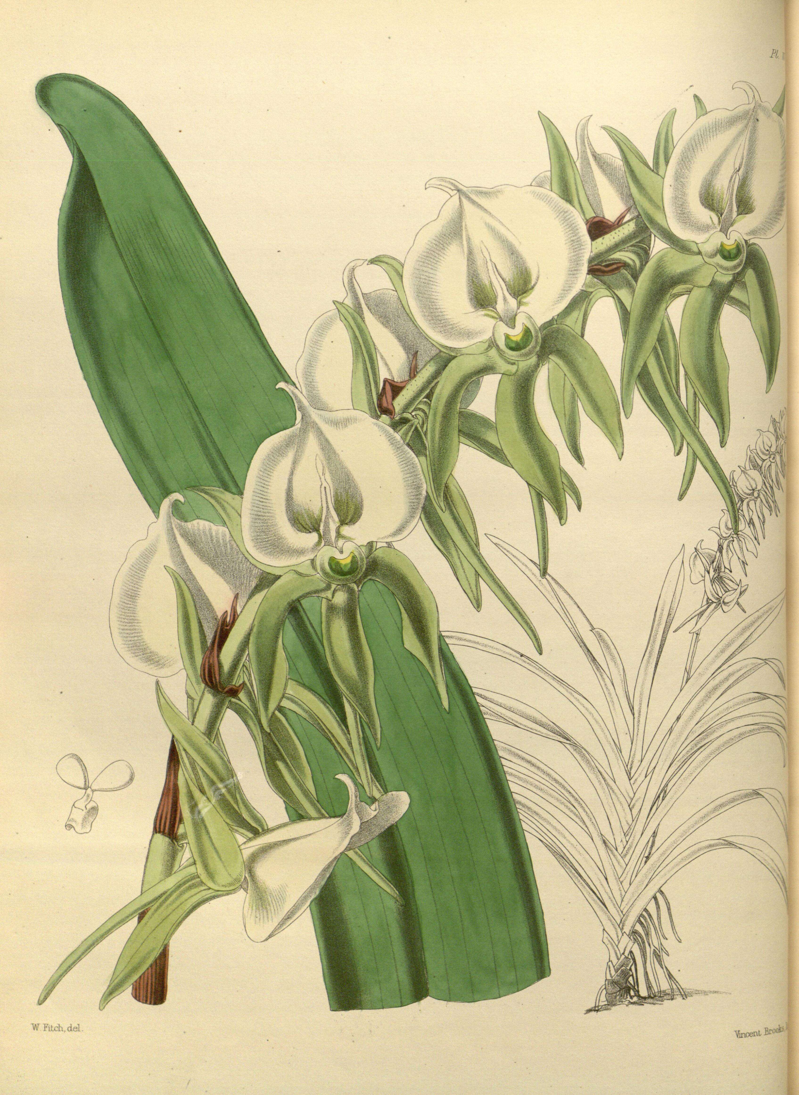 Image of Ivory Angraecum