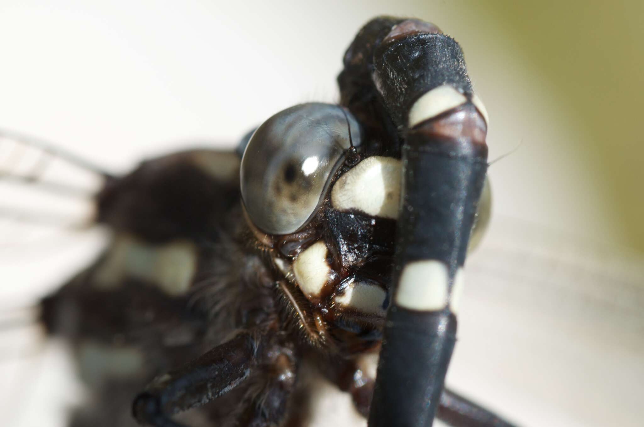 Image of Mountain Giant Dragonfly