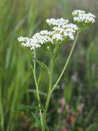 Image of yarrow, milfoil