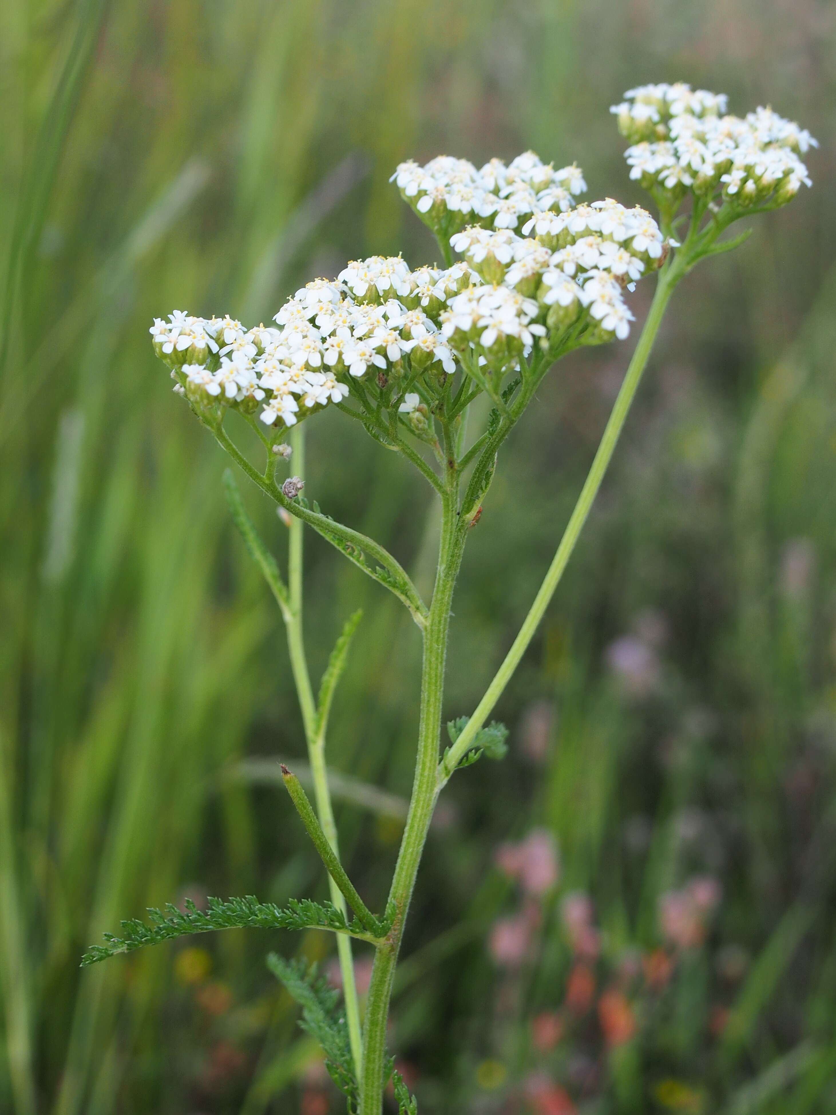 Image of yarrow, milfoil