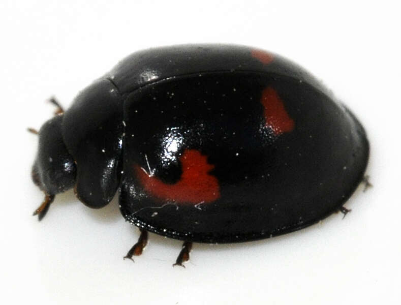 Image of Pine Lady Beetle