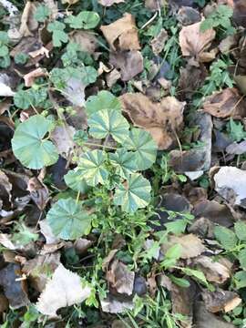 Image of common mallow