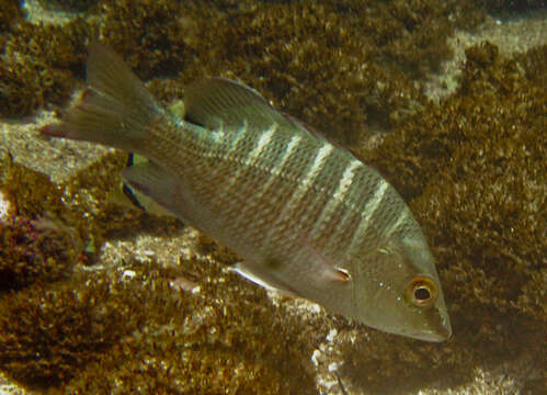 Image of Brazilian Snapper