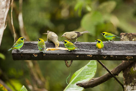 صورة Thraupis palmarum (Wied-Neuwied 1821)