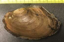 Image of mussel