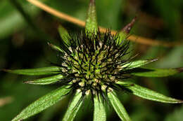 Image of glossy scabious