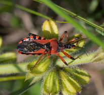 صورة Rhynocoris iracundus (Poda 1761)