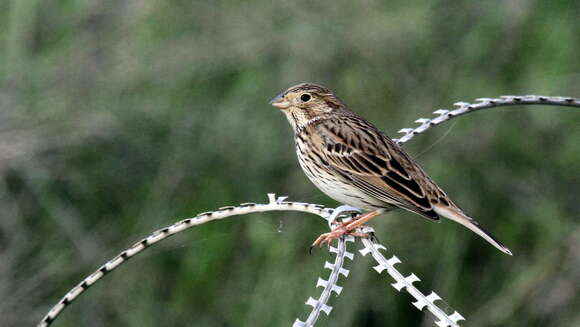 Image of Corn Bunting