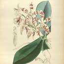 Image of Phalaenopsis sumatrana Korth. & Rchb. fil.