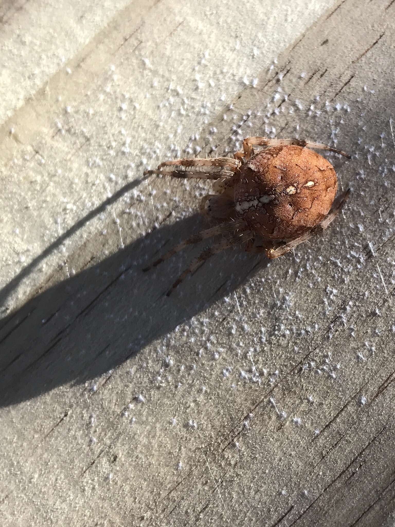 Image of Garden spider