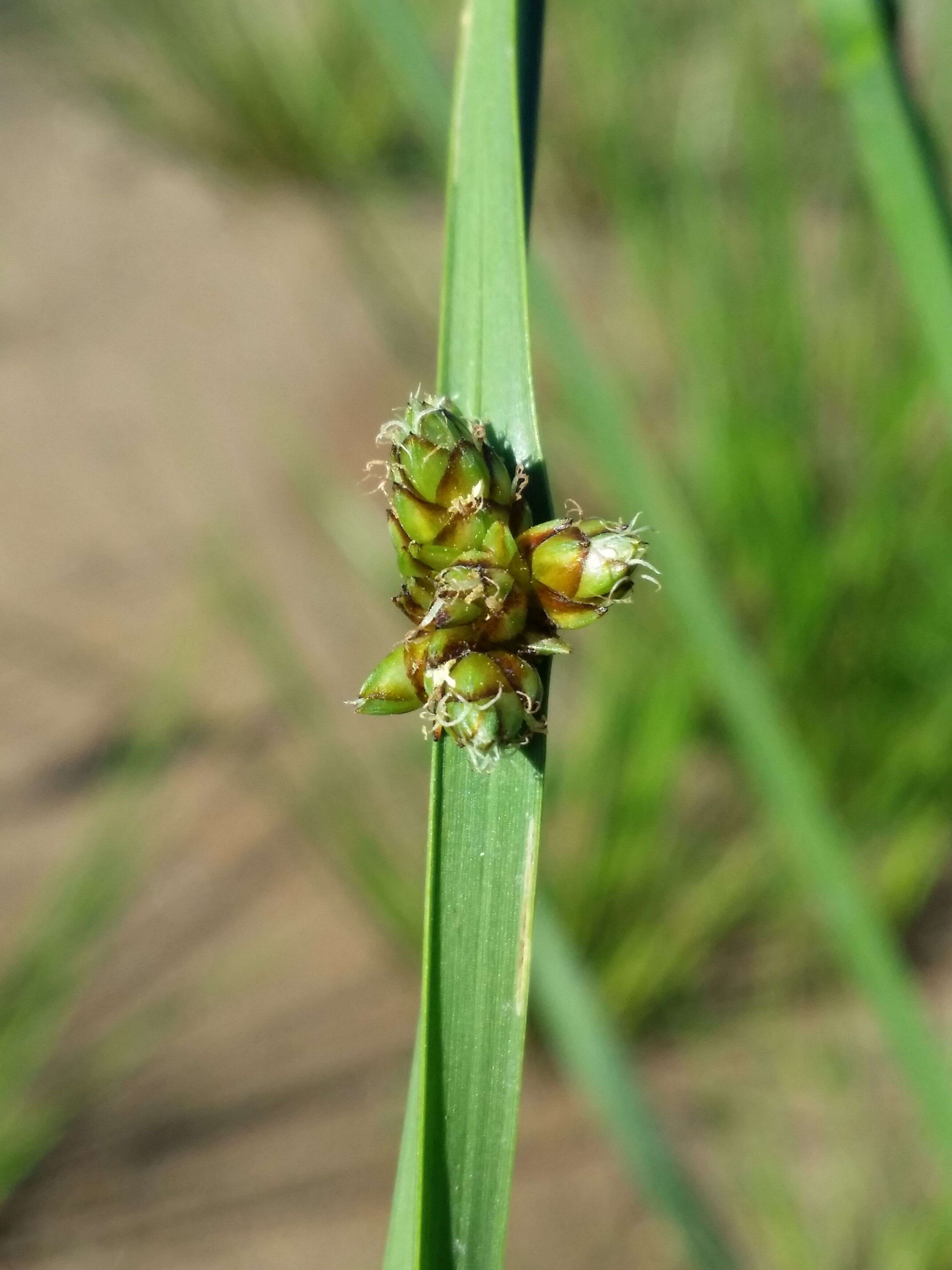 Sivun Schoenoplectiella mucronata (L.) J. Jung & H. K. Choi kuva