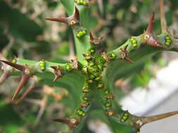 Euphorbia grandialata R. A. Dyer resmi