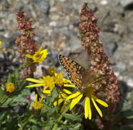 صورة Speyeria mormonia Boisduval 1869