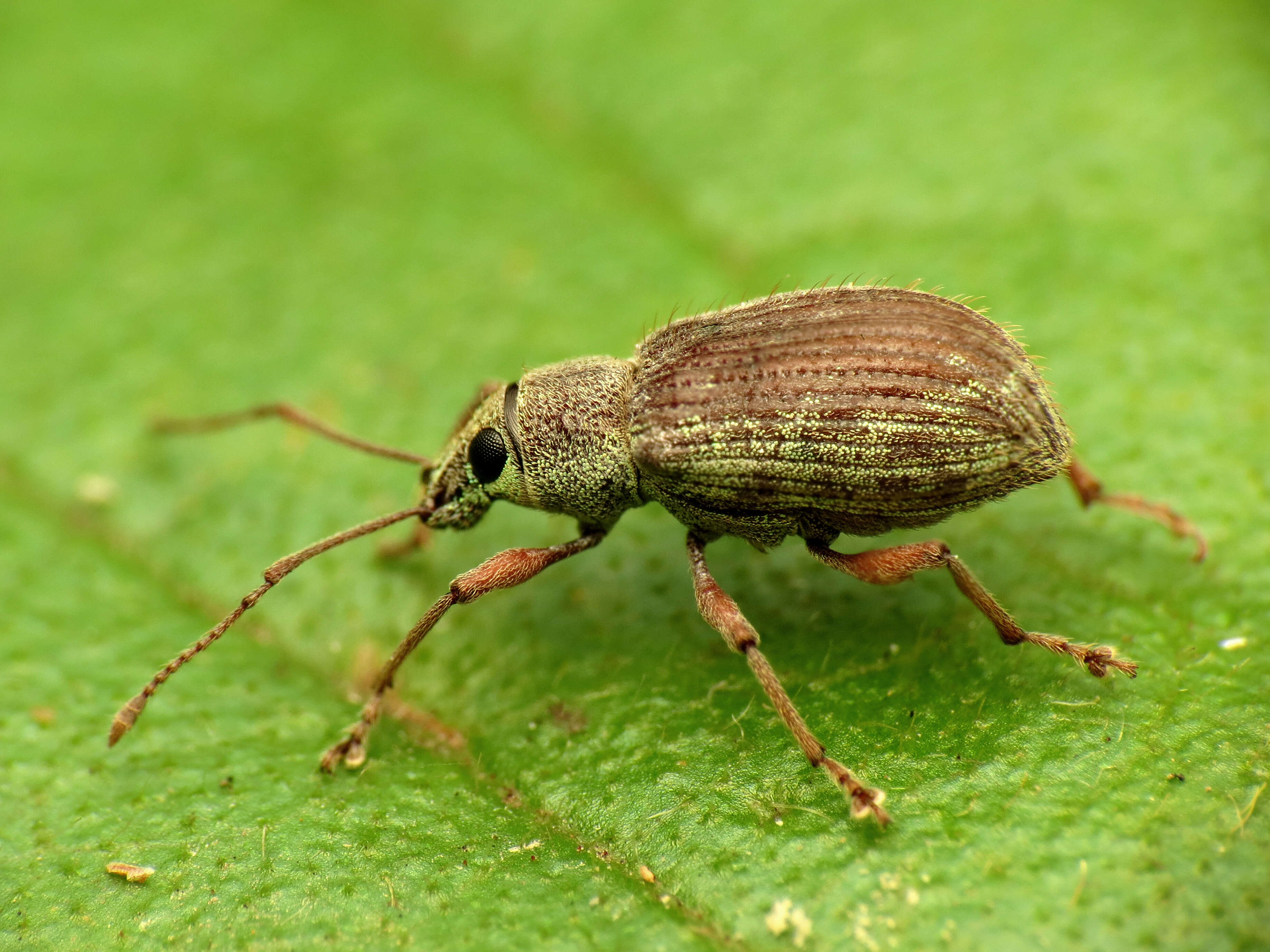 Image of Cyrtepistomus