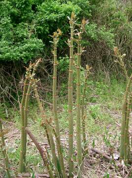 Image of Japanese Knotweed