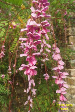 Imagem de Indigofera pendula Franch.